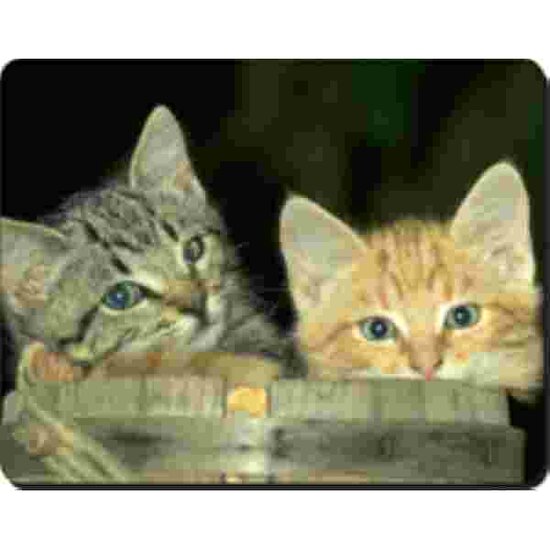 2 Kittens  Muismat