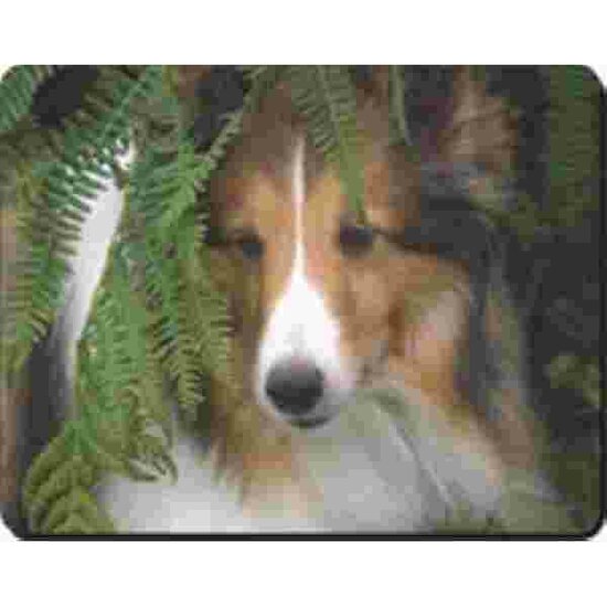 Sheltie In Hooi Muismat