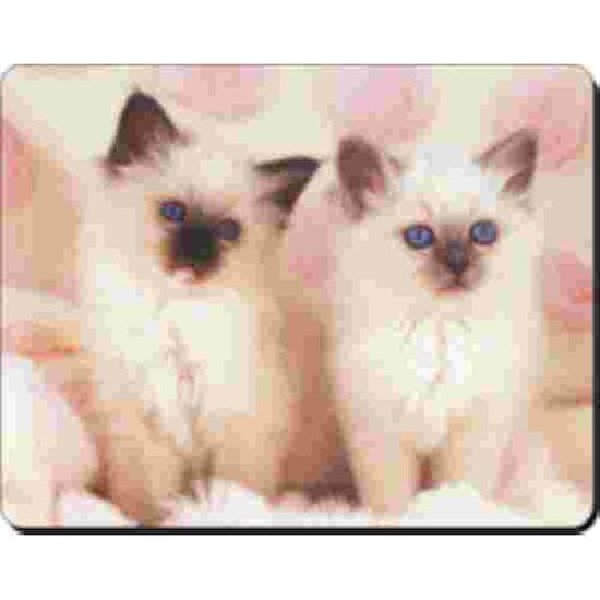 2 Burmese Kittens Muismat