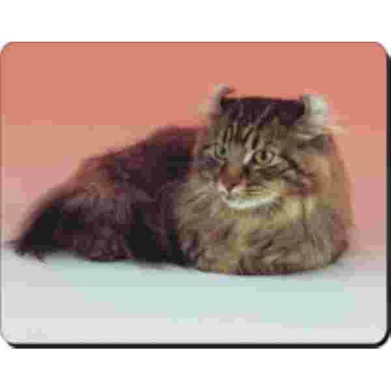 American Curl Kat Muismat