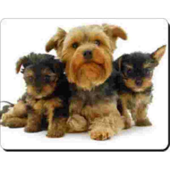 3 Yorkshire Terriers Muismat