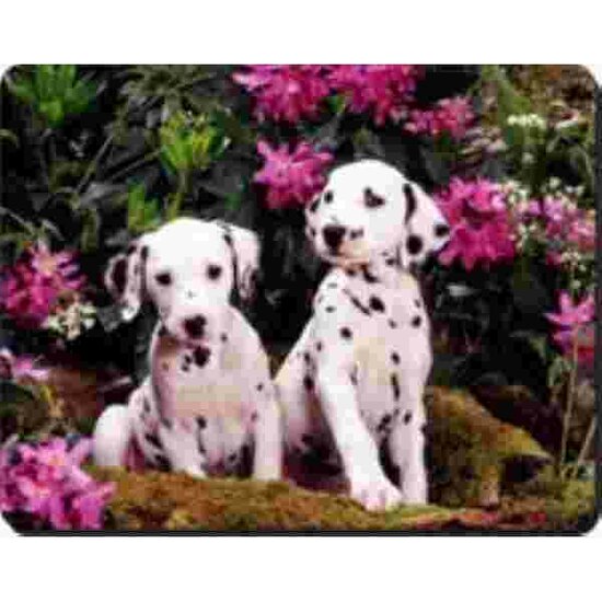 2 Dalmatier Pups Muismat