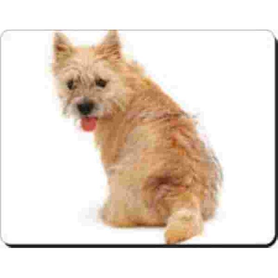 Cairn terrier Muismat