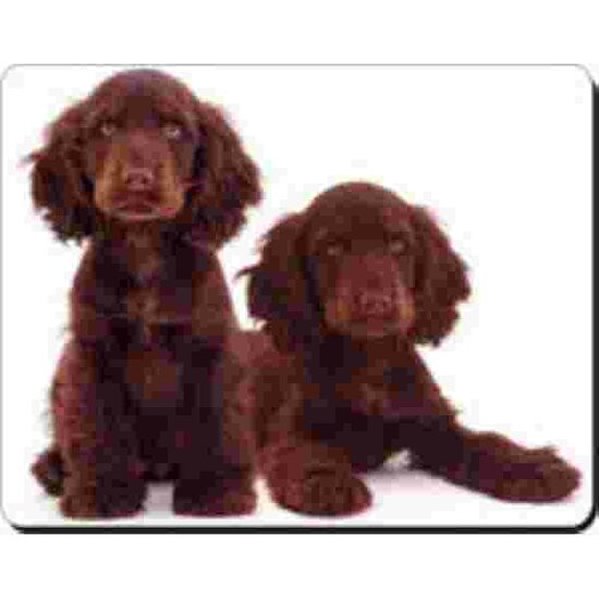 2 donkerbruine cocker Spaniels Muismat