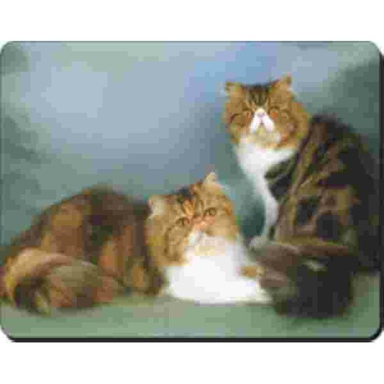 2 Tabby Perzische Poezen Muismat