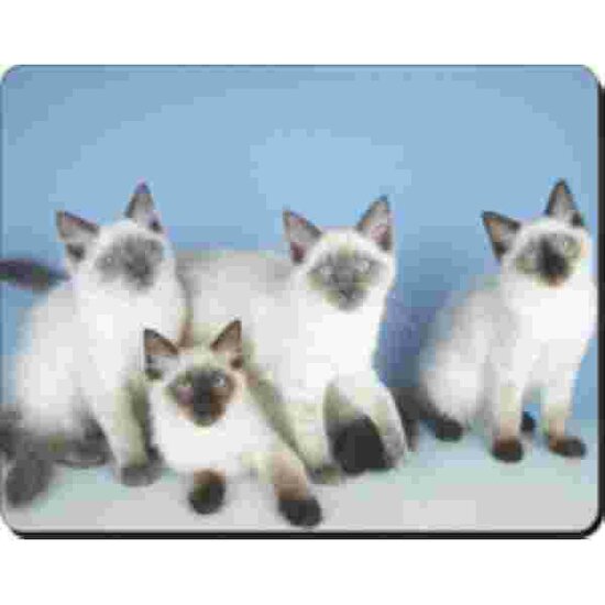 4 Ragdoll Kittens Muismat